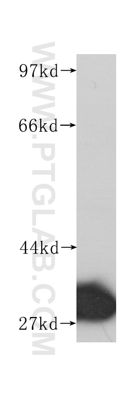 Western Blot (WB) analysis of HeLa cells using Prohibitin Monoclonal antibody (60092-1-Ig)