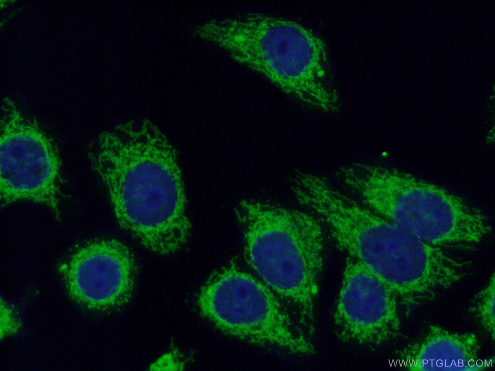 Immunofluorescence (IF) / fluorescent staining of HepG2 cells using Prohibitin 2 Polyclonal antibody (12295-1-AP)