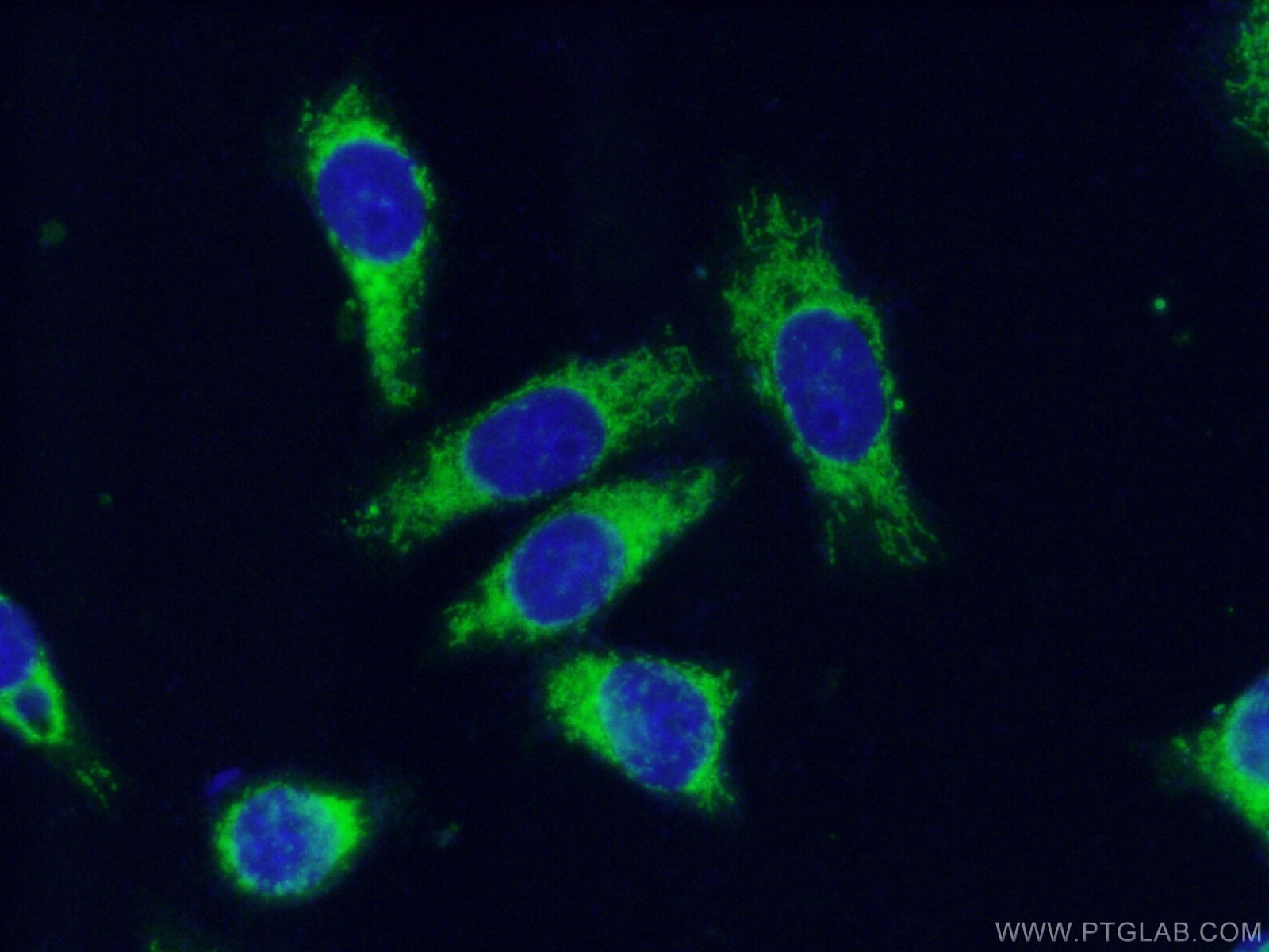 Immunofluorescence (IF) / fluorescent staining of HepG2 cells using Prohibitin 2 Polyclonal antibody (12295-1-AP)