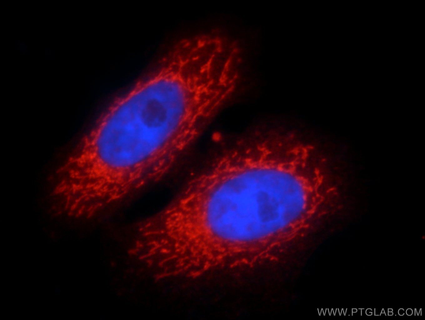 Prohibitin 2 Polyclonal antibody