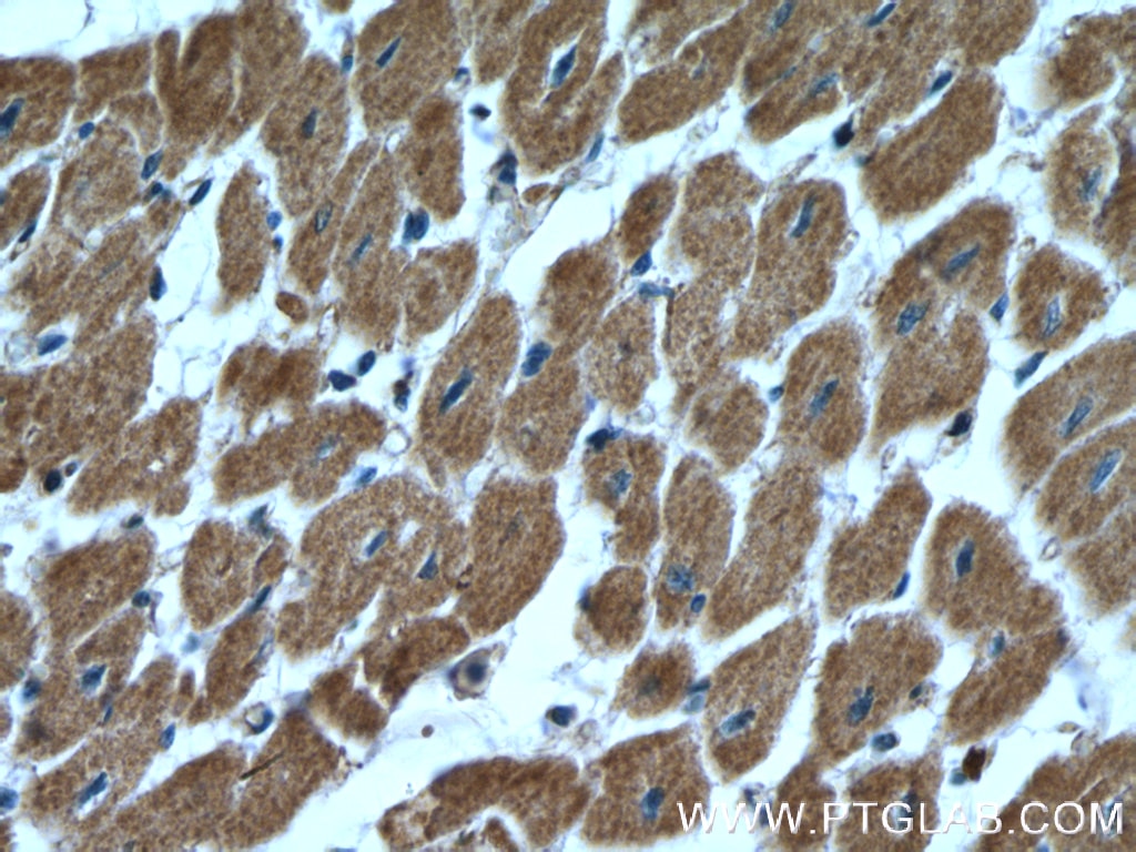 Immunohistochemistry (IHC) staining of human heart tissue using Prohibitin 2 Polyclonal antibody (12295-1-AP)