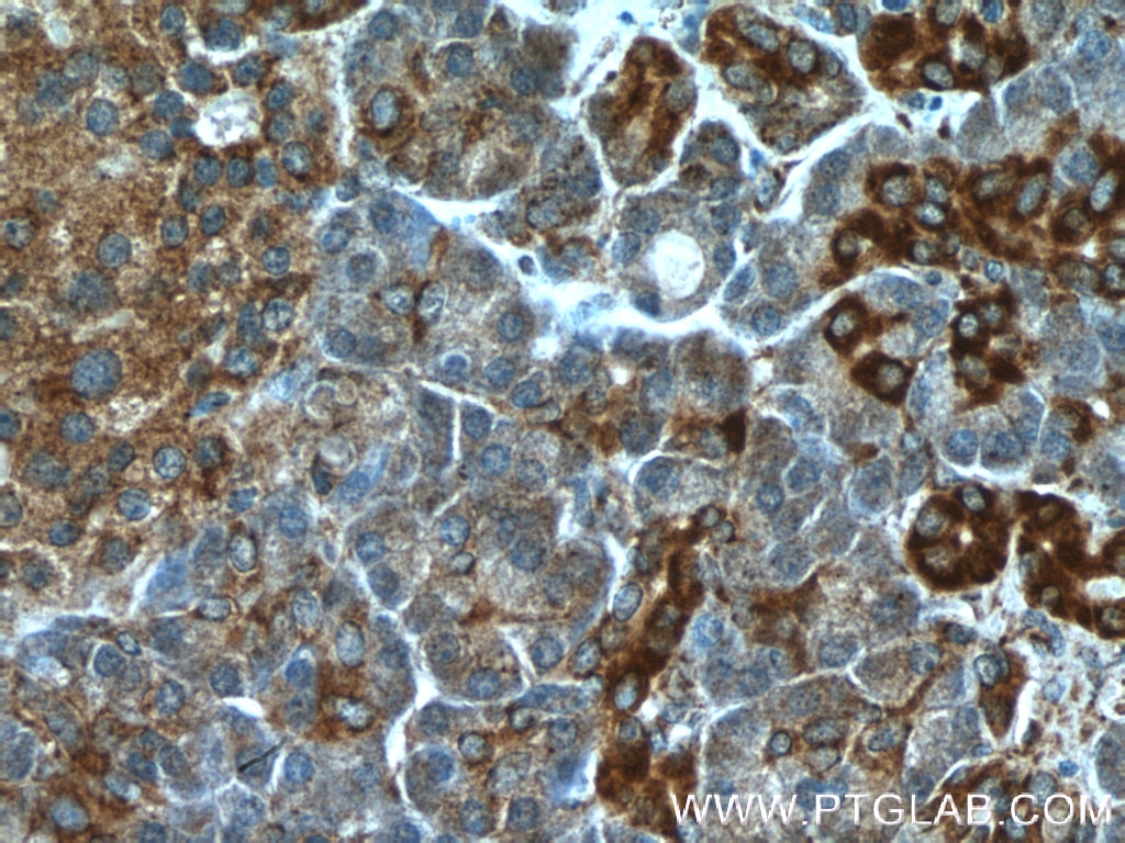 Immunohistochemistry (IHC) staining of human pancreas tissue using Prohibitin 2 Polyclonal antibody (12295-1-AP)