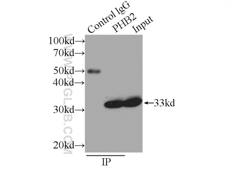Immunoprecipitation (IP) experiment of HeLa cells using Prohibitin 2 Polyclonal antibody (12295-1-AP)