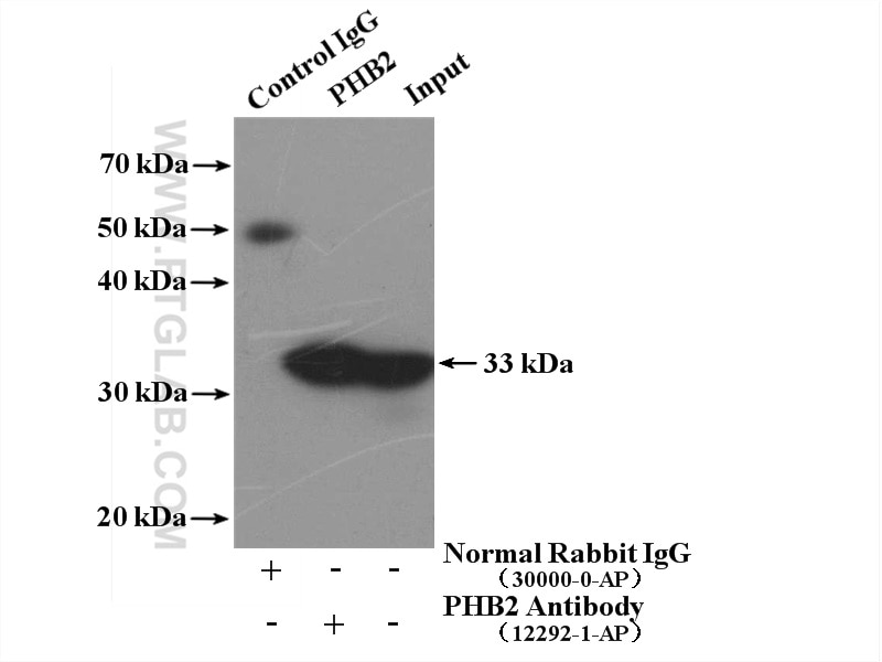 Immunoprecipitation (IP) experiment of mouse brain tissue using Prohibitin 2 Polyclonal antibody (12295-1-AP)