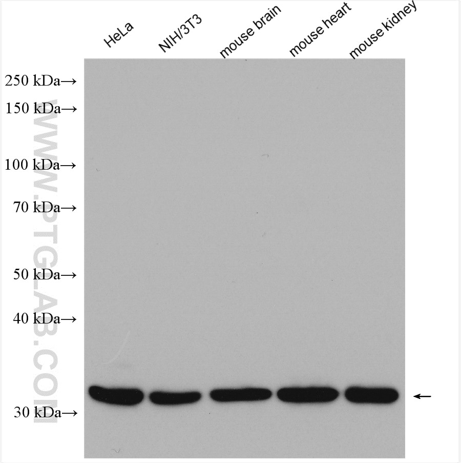 Western Blot (WB) analysis of various lysates using Prohibitin 2 Polyclonal antibody (12295-1-AP)