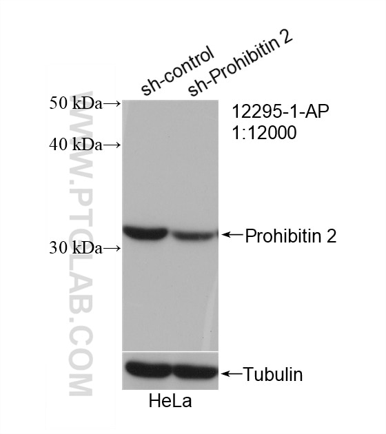 Western Blot (WB) analysis of HeLa cells using Prohibitin 2 Polyclonal antibody (12295-1-AP)