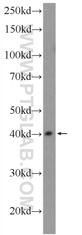 WB analysis of A549 using 12867-1-AP