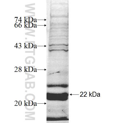 PHC3 fusion protein Ag9709 SDS-PAGE