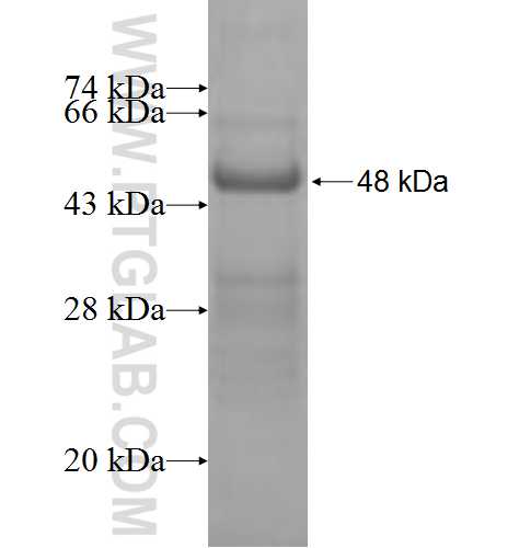 PHC3 fusion protein Ag9784 SDS-PAGE