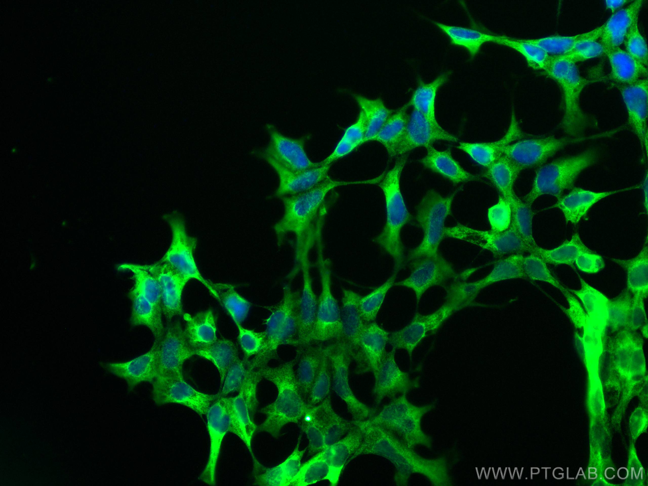 Immunofluorescence (IF) / fluorescent staining of HEK-293 cells using CoraLite® Plus 488-conjugated PHD2/EGLN1 Monoclona (CL488-66589)
