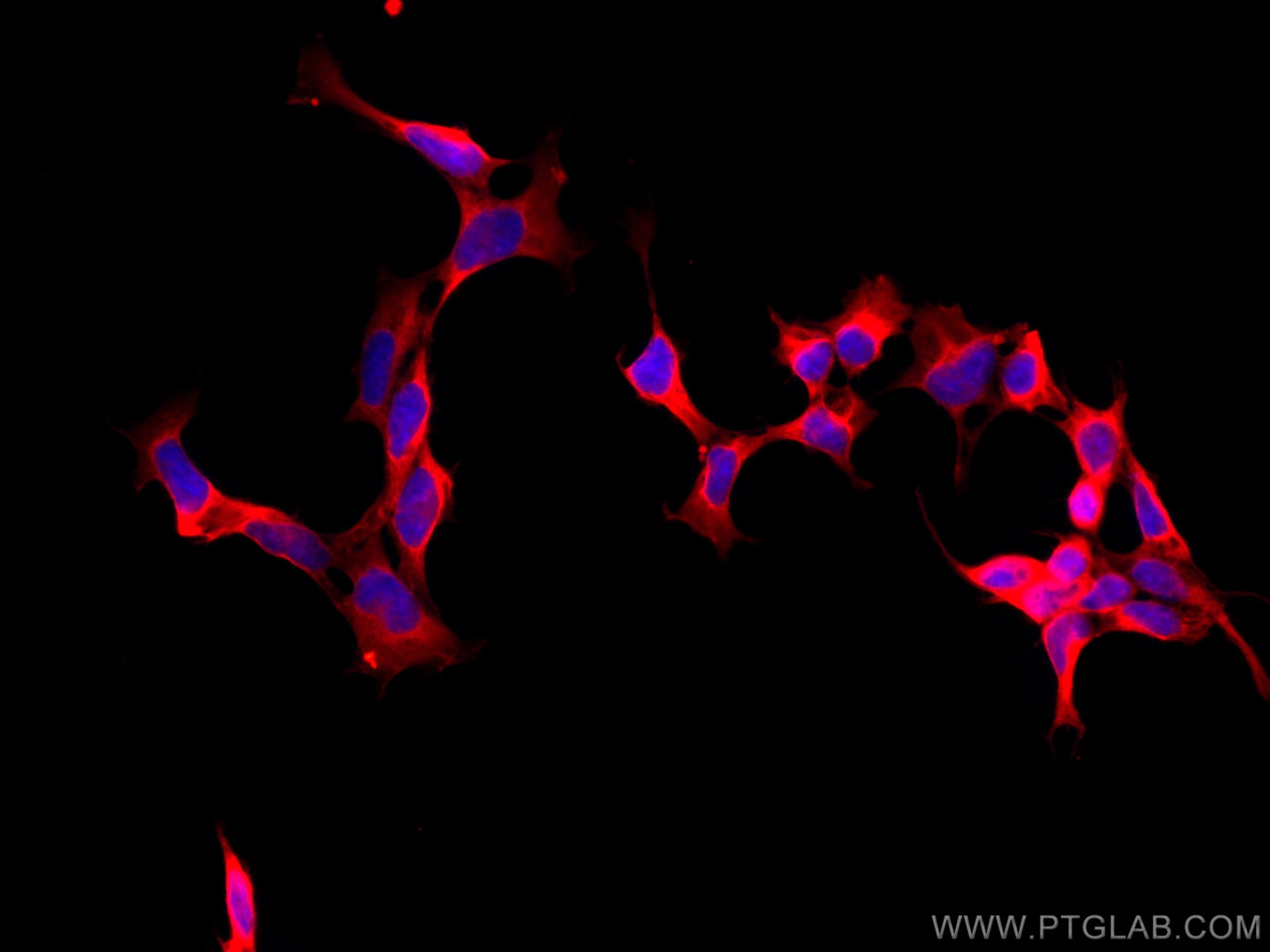 Immunofluorescence (IF) / fluorescent staining of HEK-293 cells using CoraLite®594-conjugated PHD2/EGLN1 Monoclonal anti (CL594-66589)