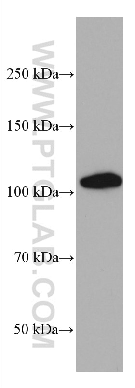 Western Blot (WB) analysis of pig lung tissue using PHEX Monoclonal antibody (66934-1-Ig)