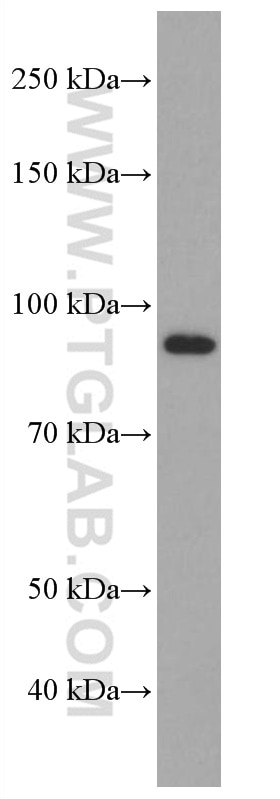 Western Blot (WB) analysis of HEK-293 cells using PHEX Monoclonal antibody (66934-1-Ig)