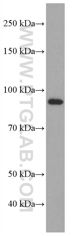 WB analysis of HEK-293 using 66934-1-Ig