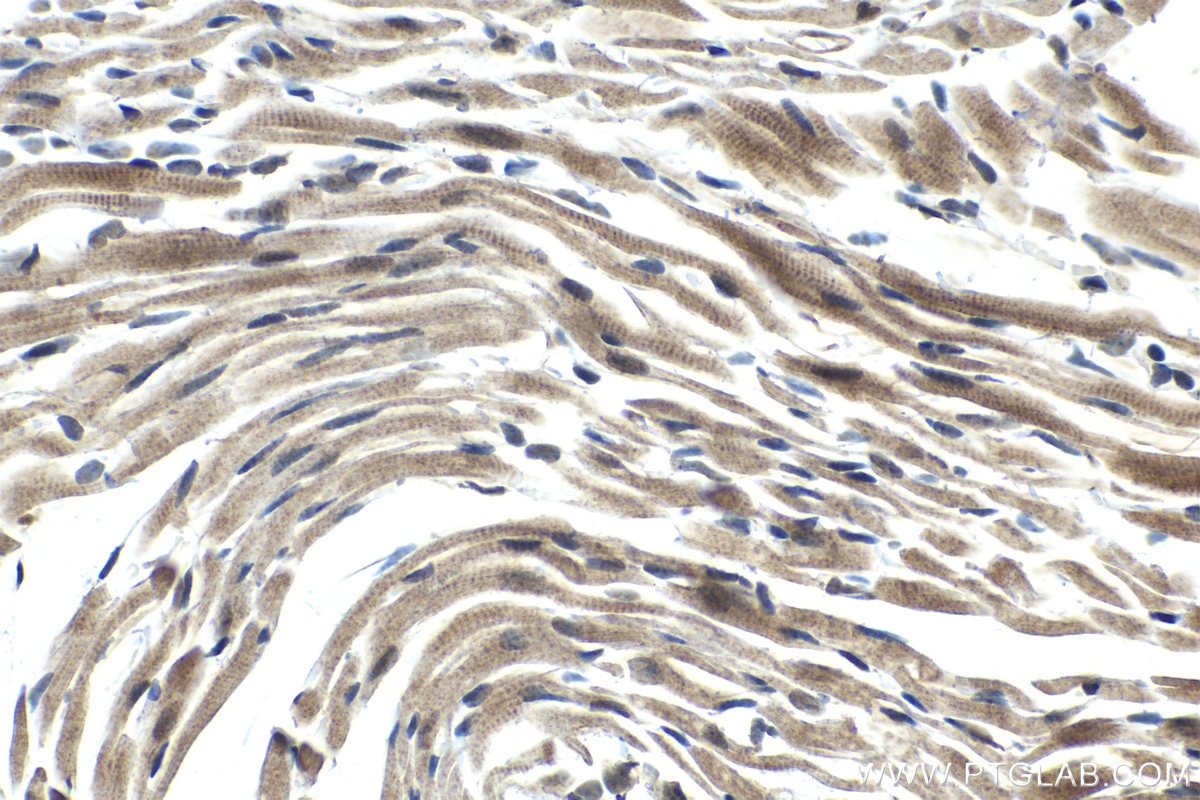 Immunohistochemistry (IHC) staining of mouse heart tissue using PHF1 Polyclonal antibody (15663-1-AP)