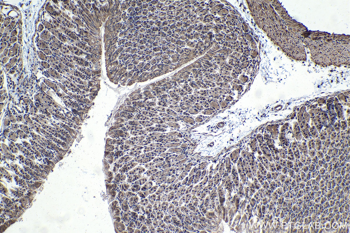 Immunohistochemistry (IHC) staining of mouse stomach tissue using PHF1 Polyclonal antibody (15663-1-AP)