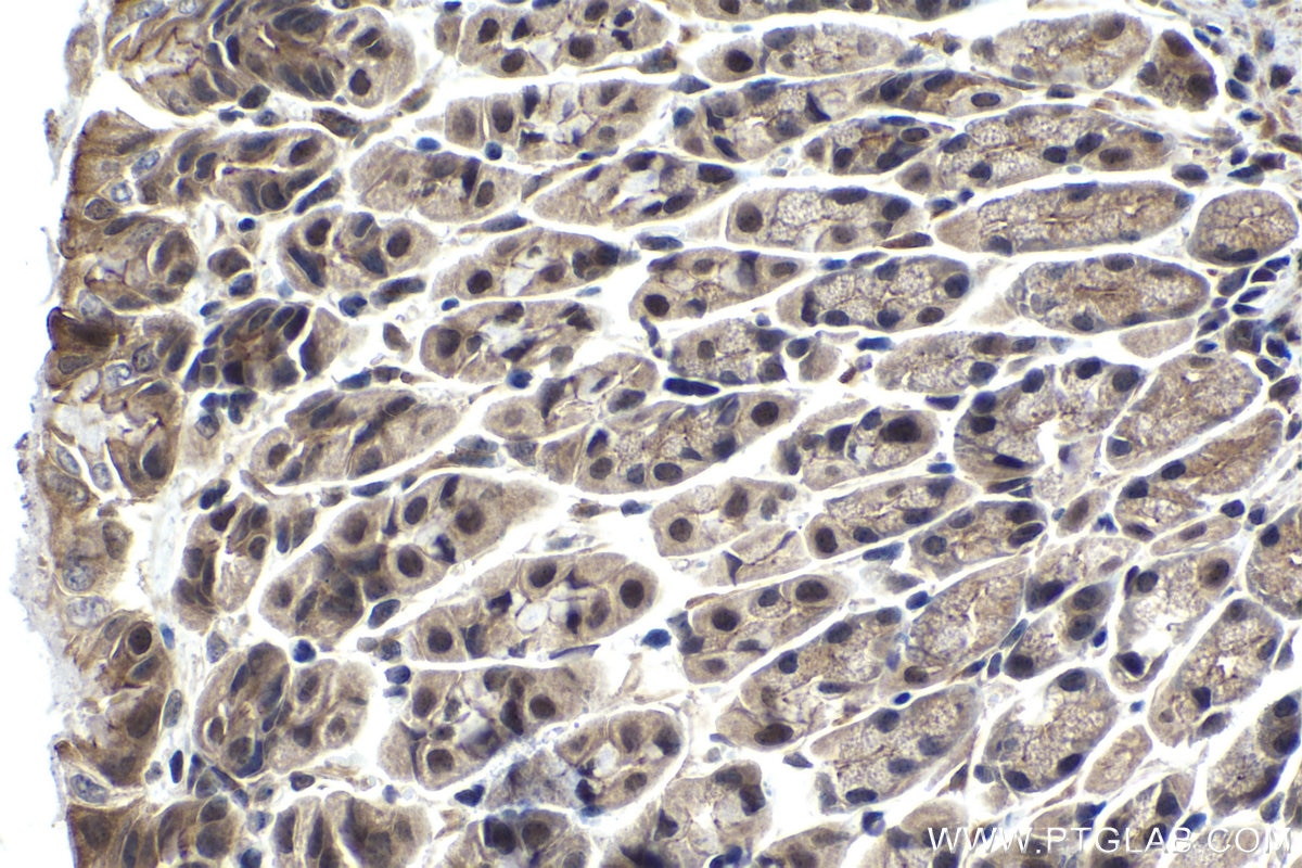 Immunohistochemistry (IHC) staining of mouse stomach tissue using PHF1 Polyclonal antibody (15663-1-AP)