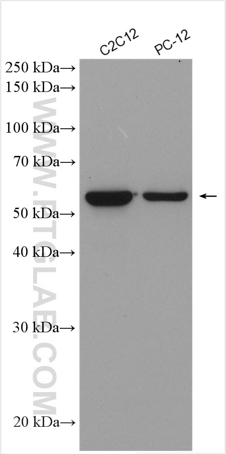 Western Blot (WB) analysis of various lysates using PHF1 Polyclonal antibody (15663-1-AP)