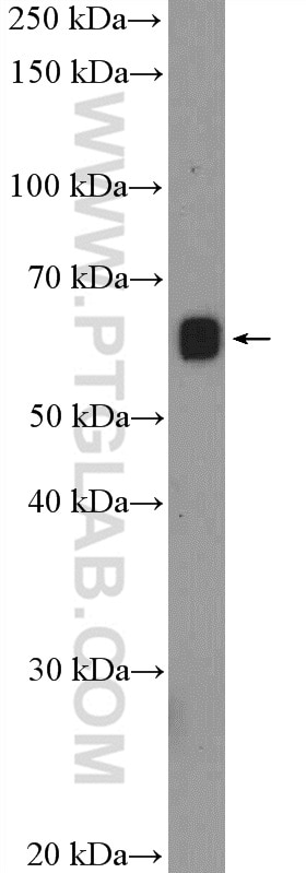 Western Blot (WB) analysis of mouse heart tissue using PHF1 Polyclonal antibody (15663-1-AP)