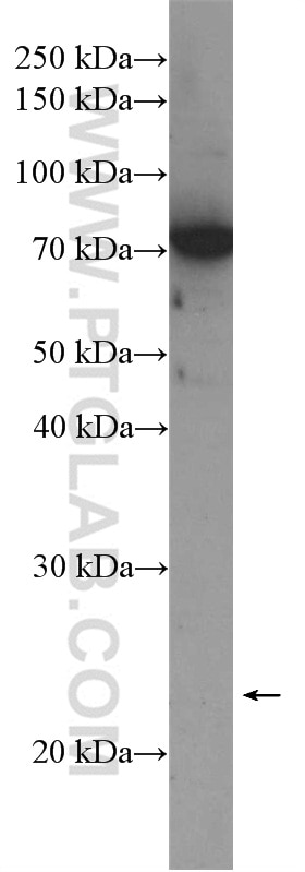 Western Blot (WB) analysis of mouse liver tissue using PHF1 Polyclonal antibody (15663-1-AP)