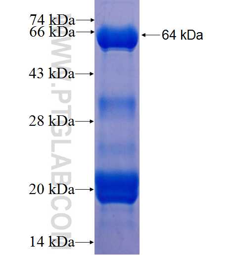 PHF1 fusion protein Ag8094 SDS-PAGE