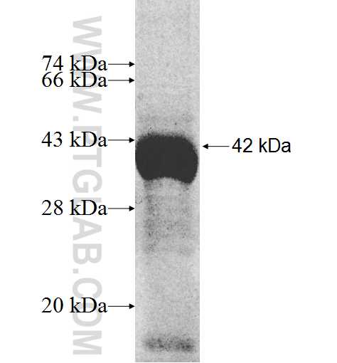 PHF1 fusion protein Ag8166 SDS-PAGE