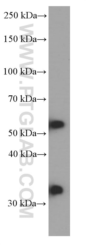 Western Blot (WB) analysis of HEK-293 cells using PHF10 Monoclonal antibody (66341-1-Ig)
