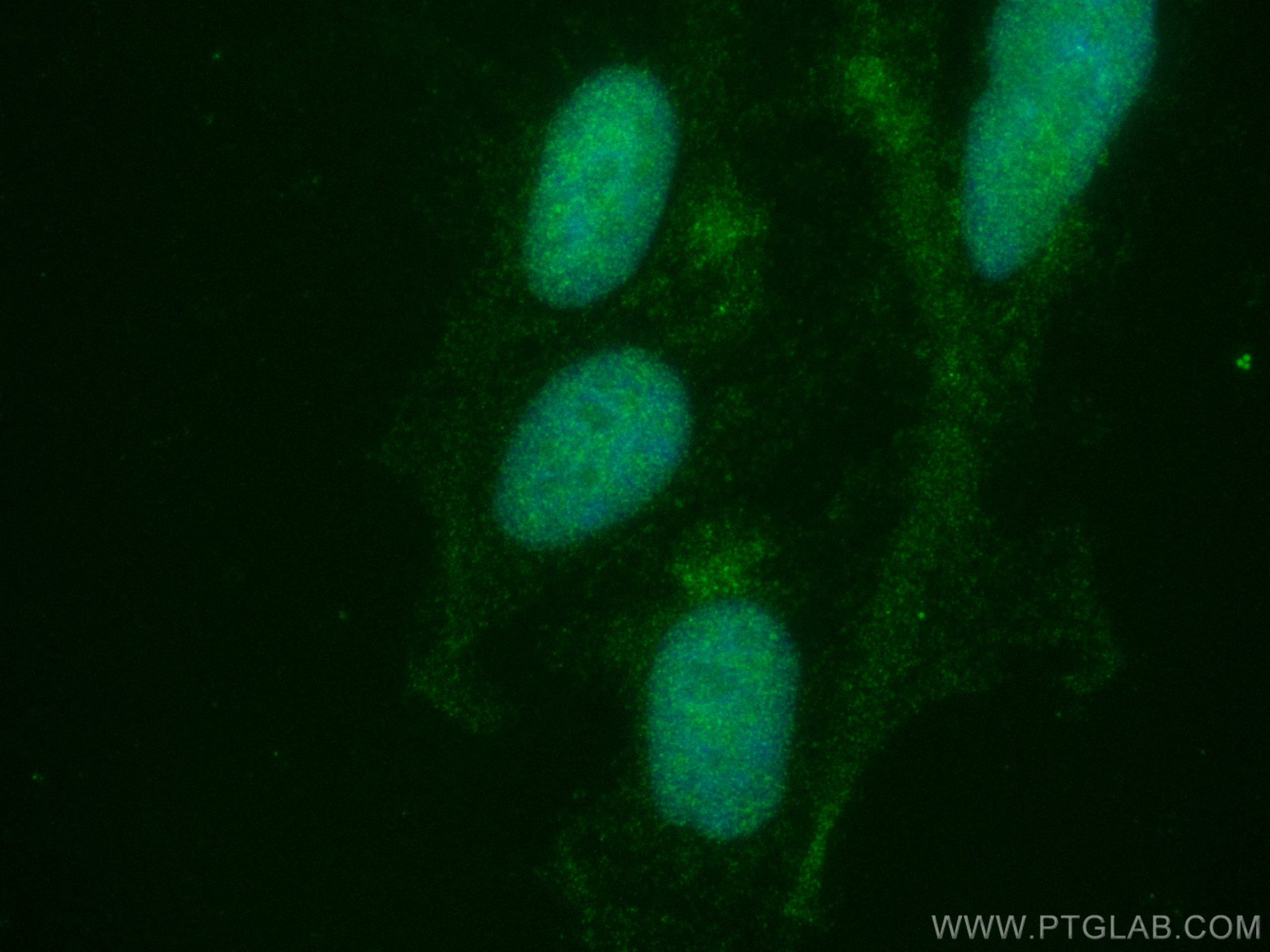 Immunofluorescence (IF) / fluorescent staining of HEK-293 cells using CoraLite® Plus 488-conjugated PHF10 Monoclonal ant (CL488-66341)