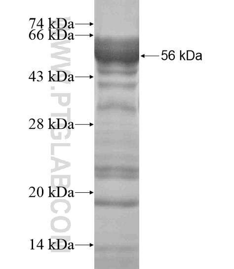 PHF10 fusion protein Ag19096 SDS-PAGE