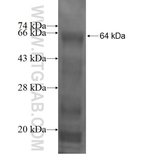 PHF11 fusion protein Ag1318 SDS-PAGE