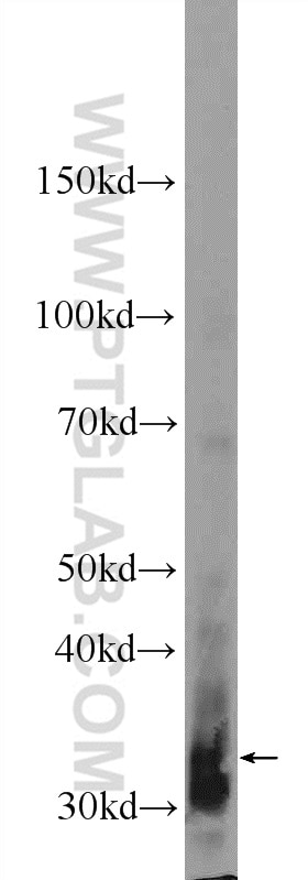 Western Blot (WB) analysis of rat testis tissue using SPOC1 Polyclonal antibody (25412-1-AP)