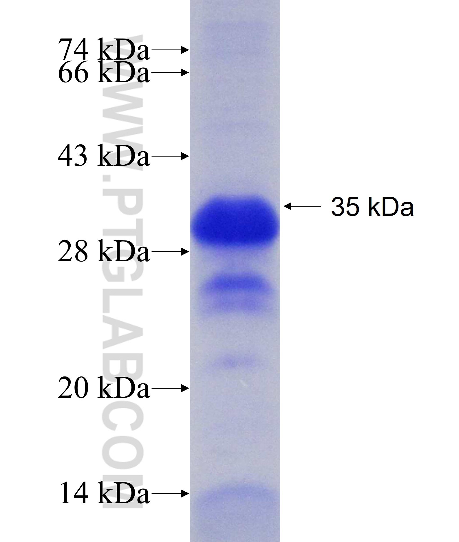 PHF13 fusion protein Ag22088 SDS-PAGE