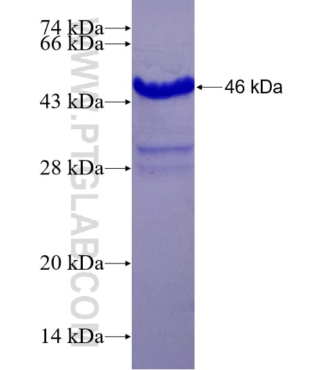 PHF13 fusion protein Ag22111 SDS-PAGE
