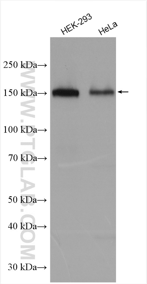 Western Blot (WB) analysis of various lysates using PHF14 Polyclonal antibody (24787-1-AP)