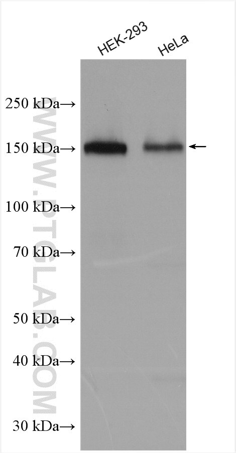 Western Blot (WB) analysis of various lysates using PHF14 Polyclonal antibody (24787-1-AP)