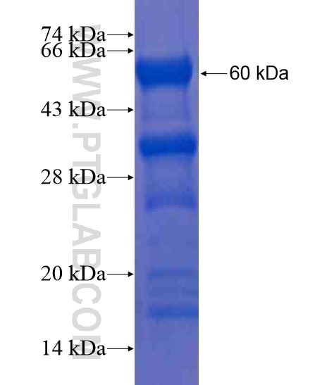 PHF14 fusion protein Ag20542 SDS-PAGE