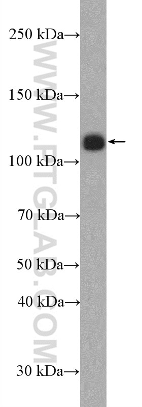 Western Blot (WB) analysis of MDCK cells using PHF15 Polyclonal antibody (11513-1-AP)