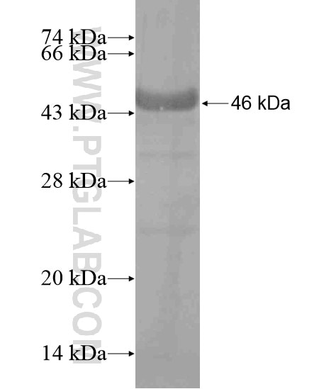 PHF16 fusion protein Ag19839 SDS-PAGE