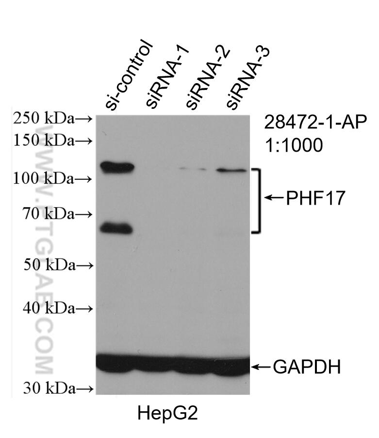 Western Blot (WB) analysis of HepG2 cells using PHF17 Polyclonal antibody (28472-1-AP)