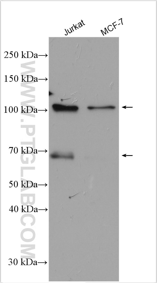 Western Blot (WB) analysis of various lysates using PHF17 Polyclonal antibody (28472-1-AP)