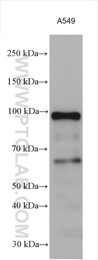 Western Blot (WB) analysis of A549 cells using PHF17 Polyclonal antibody (28472-1-AP)