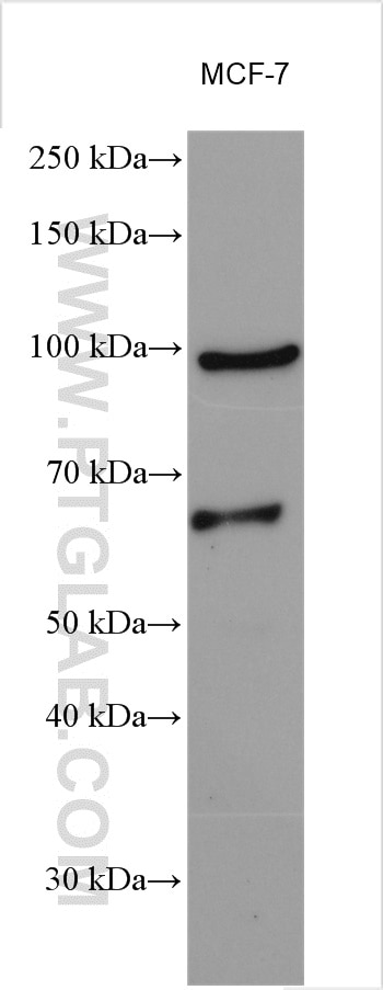 Western Blot (WB) analysis of various lysates using PHF17 Polyclonal antibody (28472-1-AP)