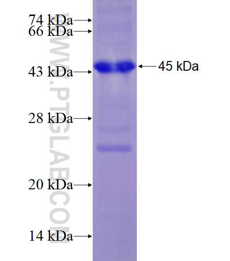 PHF17 fusion protein Ag4290 SDS-PAGE