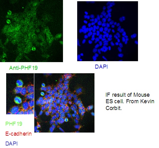 IF Staining of Mouse ES cells using 11895-1-AP