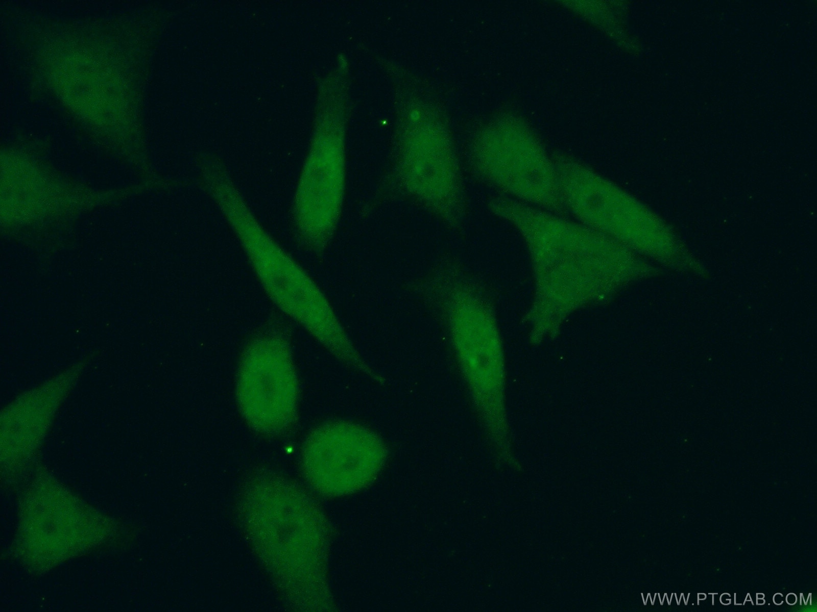 Immunofluorescence (IF) / fluorescent staining of HeLa cells using PHF20 Polyclonal antibody (22010-1-AP)
