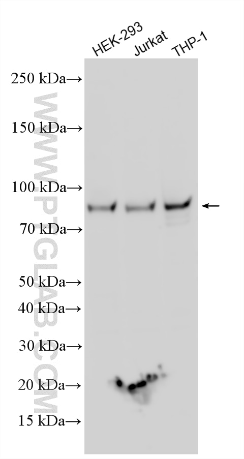 Western Blot (WB) analysis of various lysates using PHF21A Polyclonal antibody (12127-1-AP)