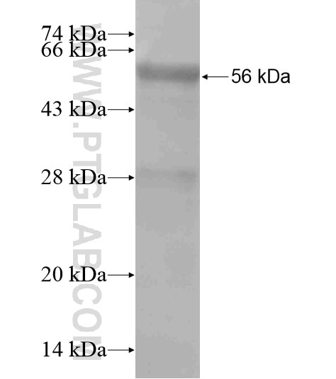 PHF21A fusion protein Ag19296 SDS-PAGE