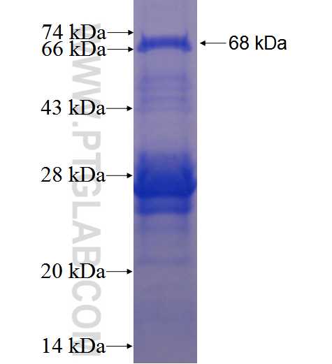 PHF21A fusion protein Ag2771 SDS-PAGE