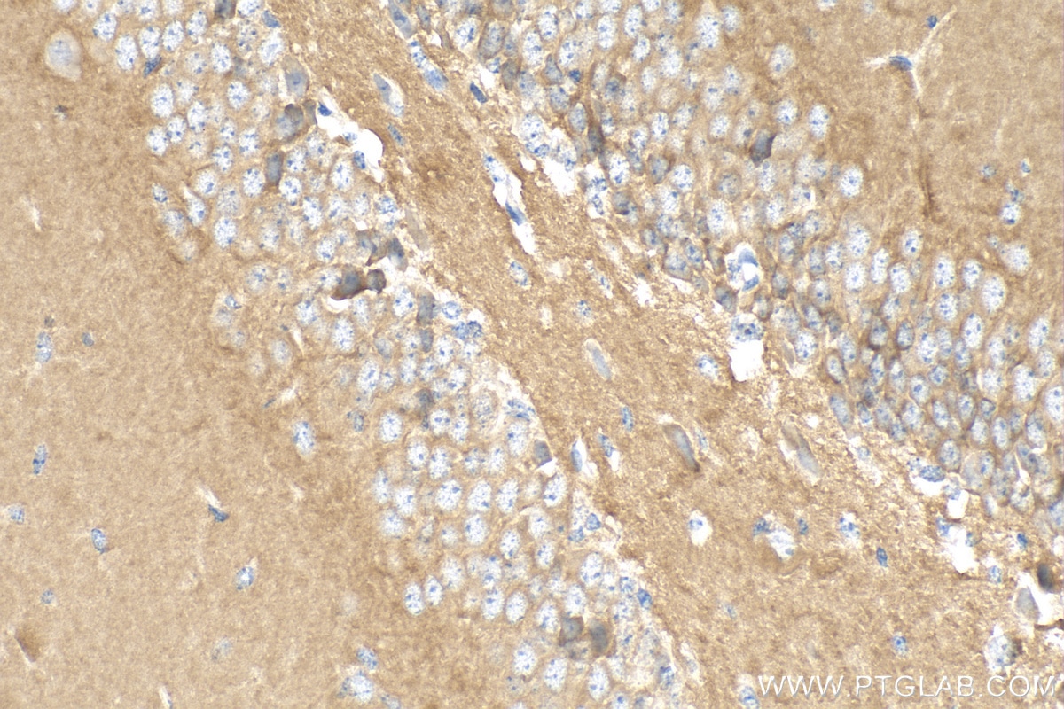 IHC staining of mouse brain using 27959-1-AP