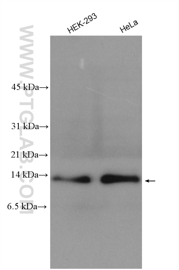 Western Blot (WB) analysis of various lysates using PHF5A Polyclonal antibody (15554-1-AP)